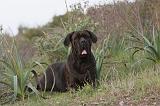 CANE CORSO 165